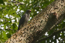 Lizard Buzzard