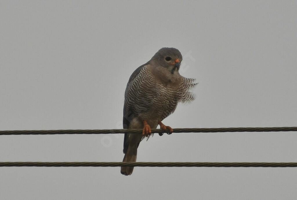 Lizard Buzzard