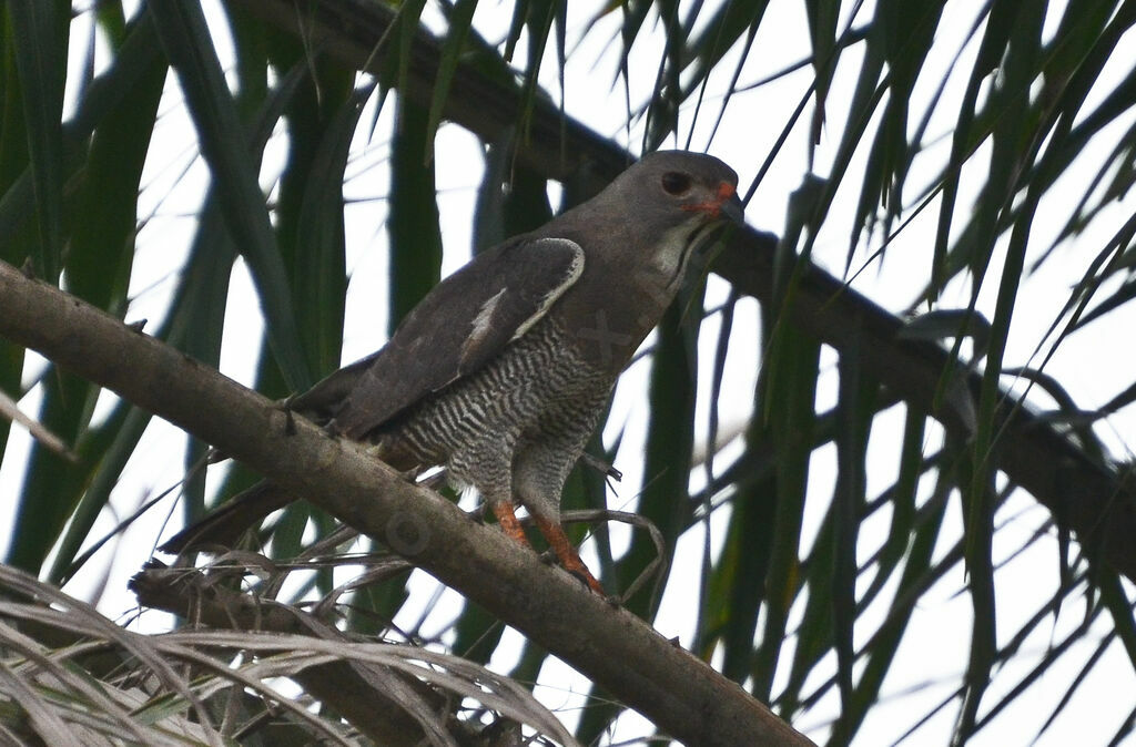 Lizard Buzzardadult, identification