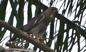 Lizard Buzzard