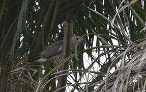 Lizard Buzzard