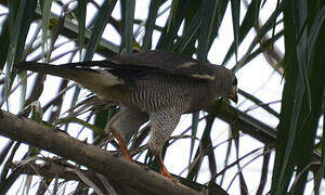 Lizard Buzzard