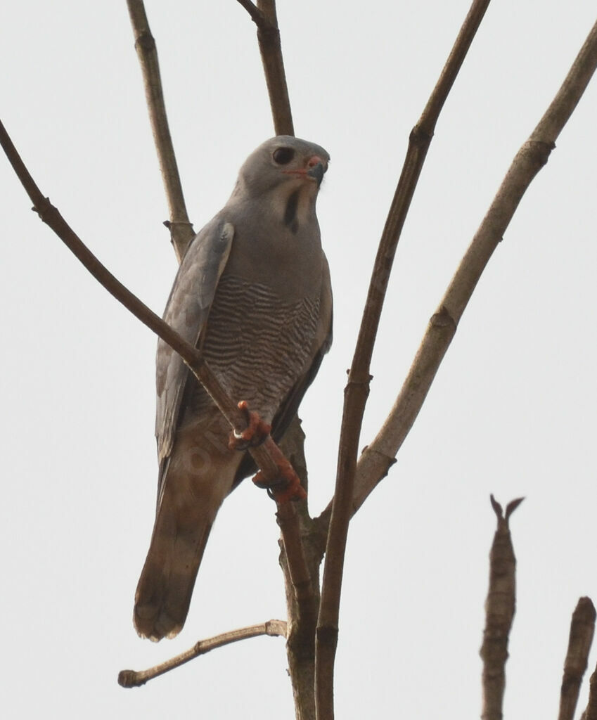 Autour unibandeadulte, identification