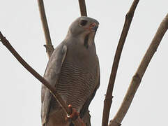 Lizard Buzzard