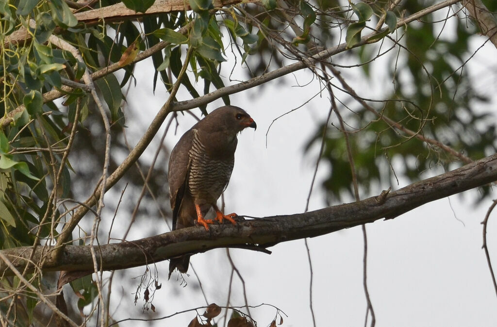 Lizard Buzzardadult, identification