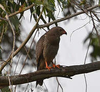 Lizard Buzzard