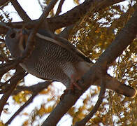 Lizard Buzzard