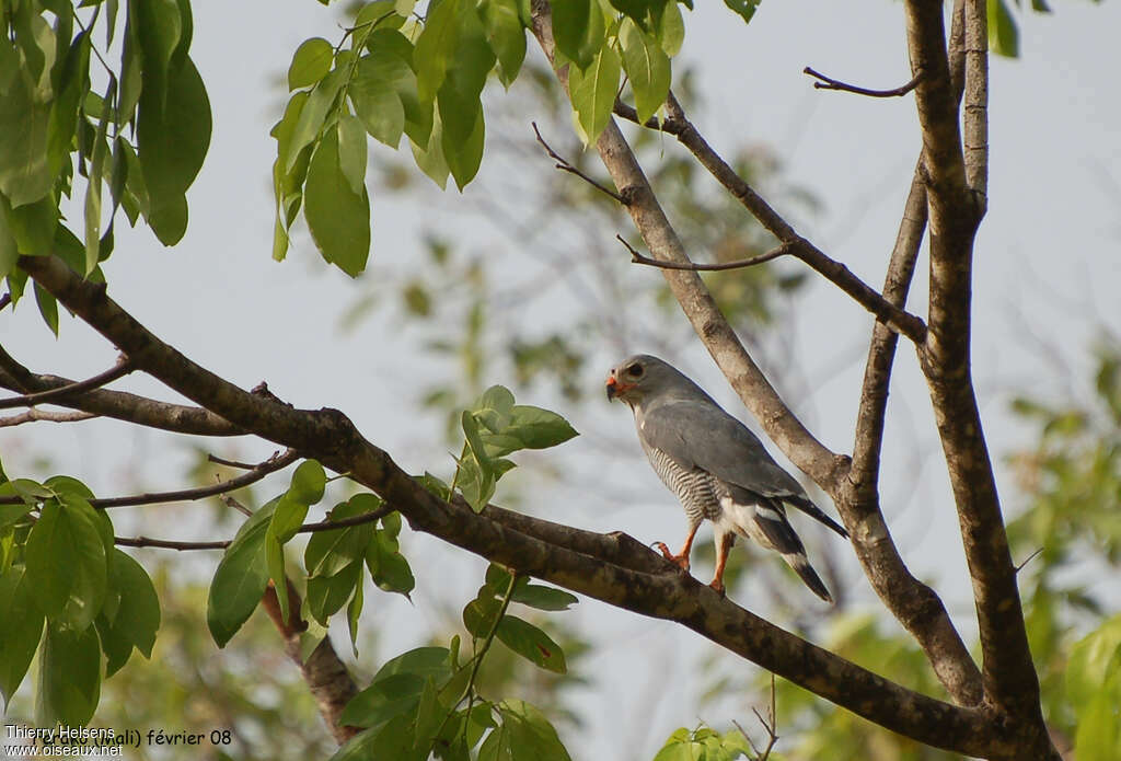 Autour unibandeadulte, identification