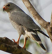 Lizard Buzzard