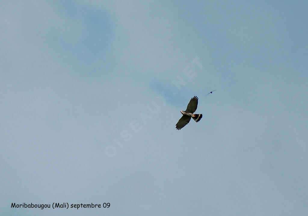 Lizard Buzzard, Flight