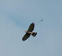 Lizard Buzzard