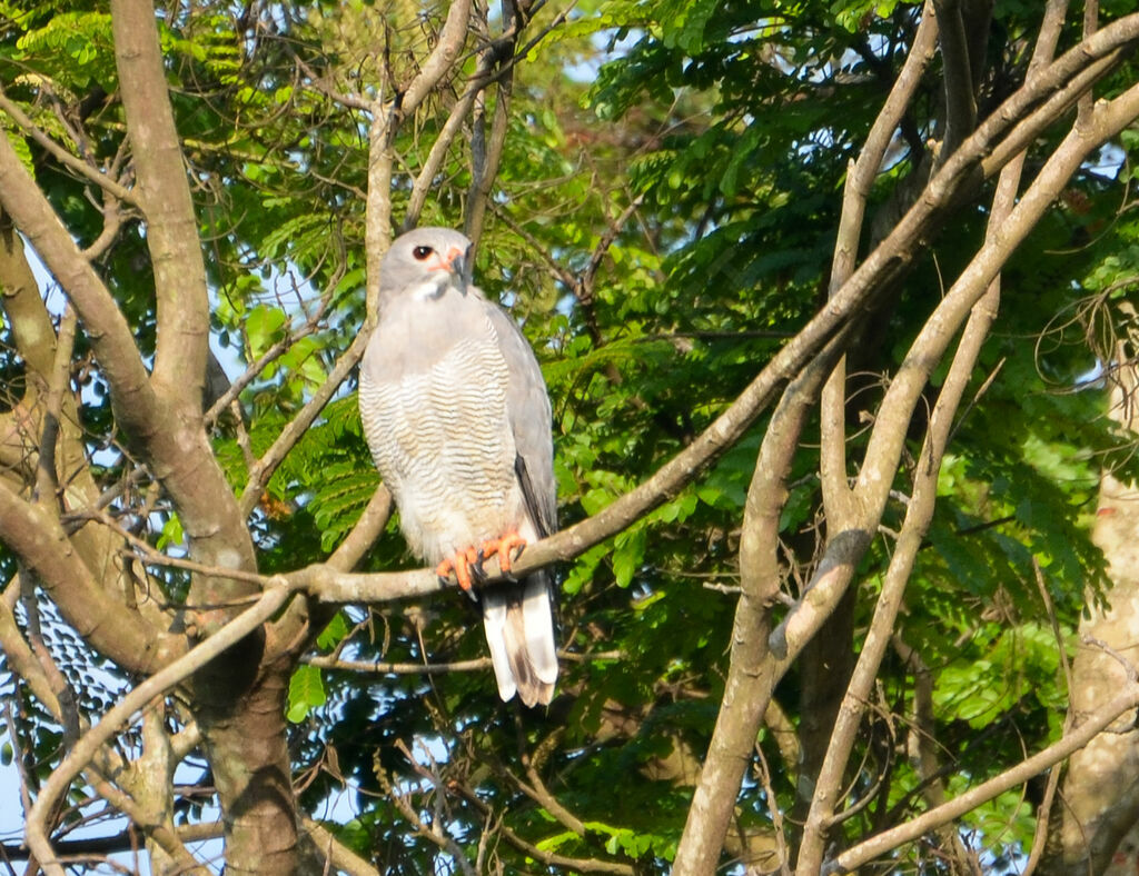 Autour unibandeadulte, identification