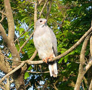 Lizard Buzzard