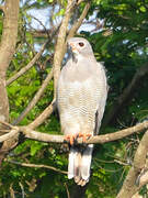 Lizard Buzzard