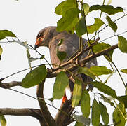 Lizard Buzzard