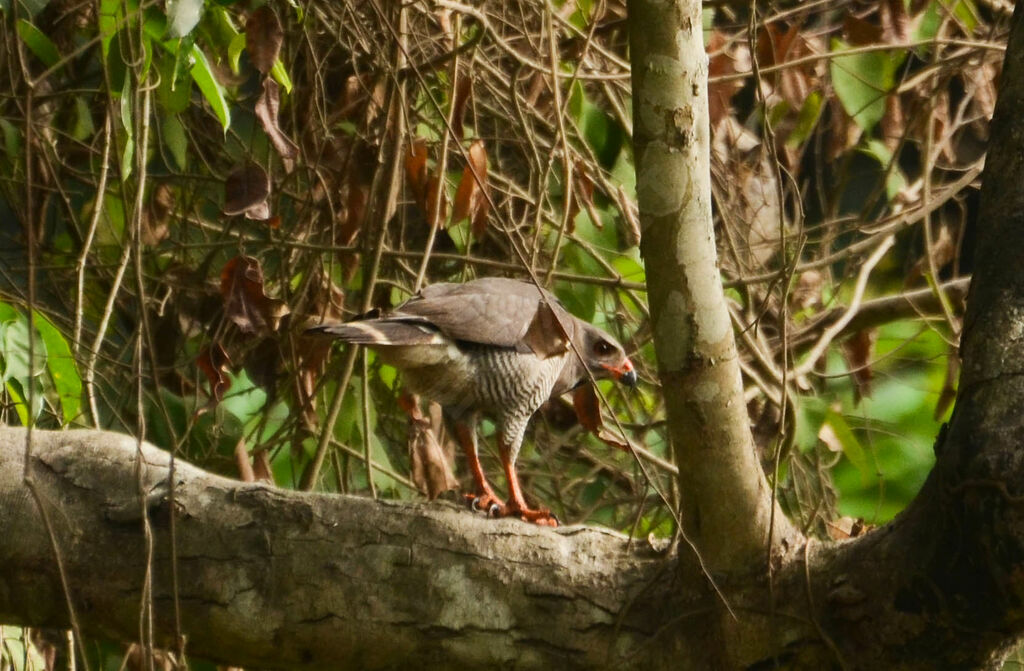 Autour unibandeadulte, identification