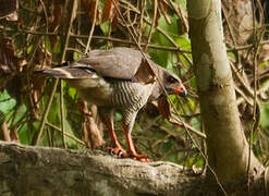 Lizard Buzzard