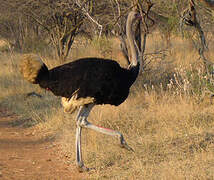 Common Ostrich