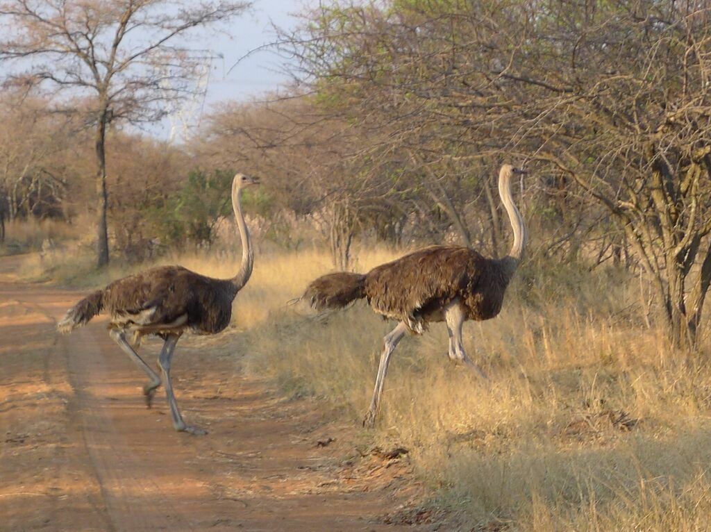 Common Ostrich female adult post breeding