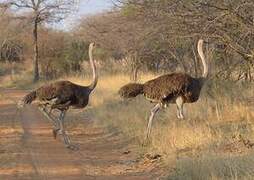 Common Ostrich