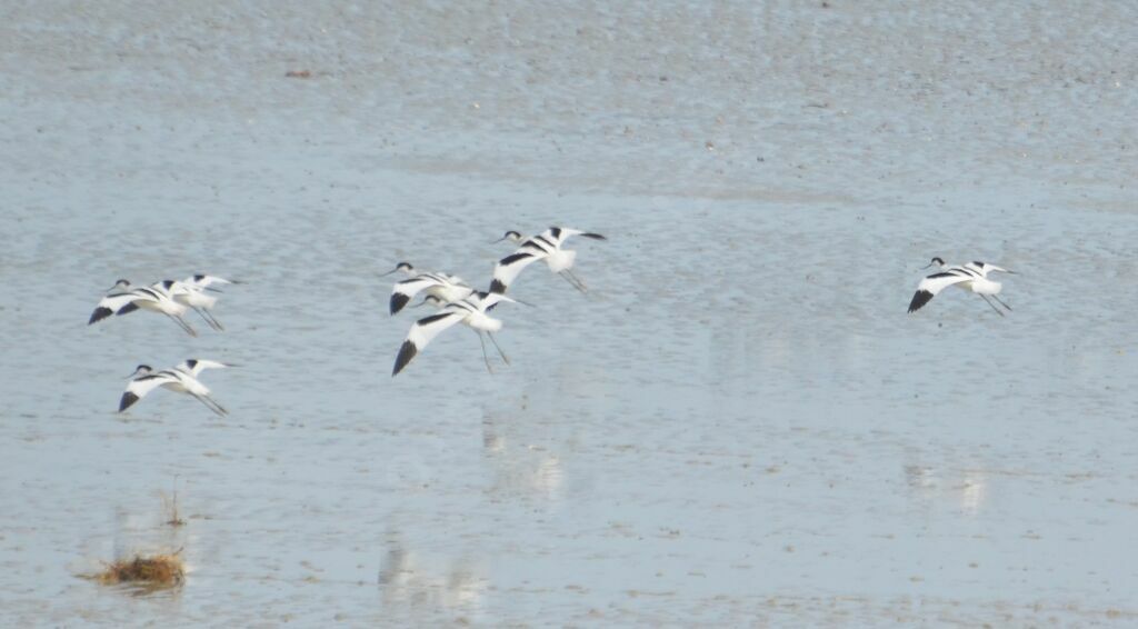 Avocette éléganteadulte, identification