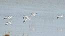 Avocette élégante