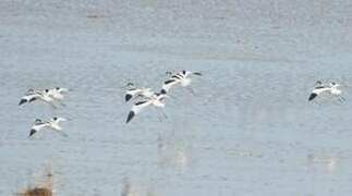 Avocette élégante