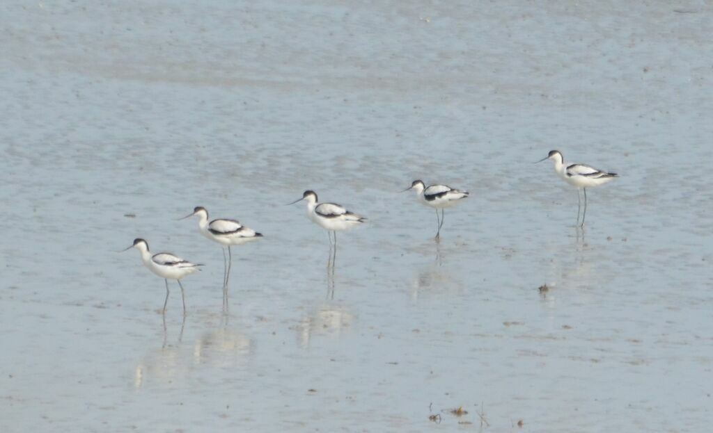 Avocette éléganteadulte