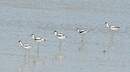 Avocette élégante