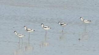 Avocette élégante