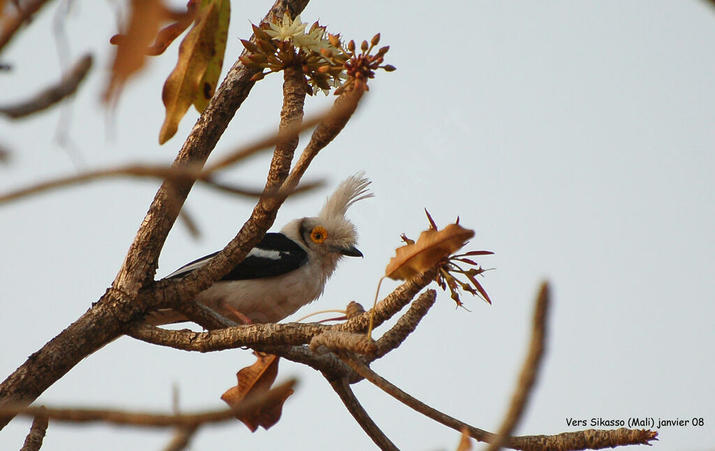 White-crested Helmetshrikeadult