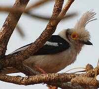 White-crested Helmetshrike