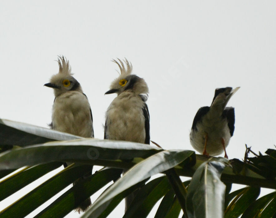 Bagadais casqué , identification