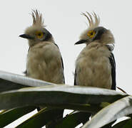 White-crested Helmetshrike