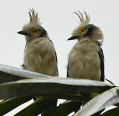 Bagadais casqué