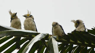 White-crested Helmetshrike