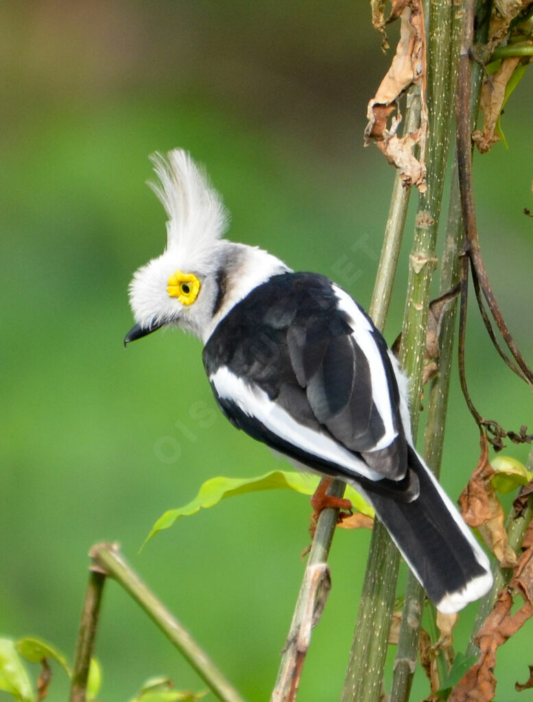 White-crested Helmetshrikeadult