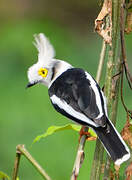 White-crested Helmetshrike