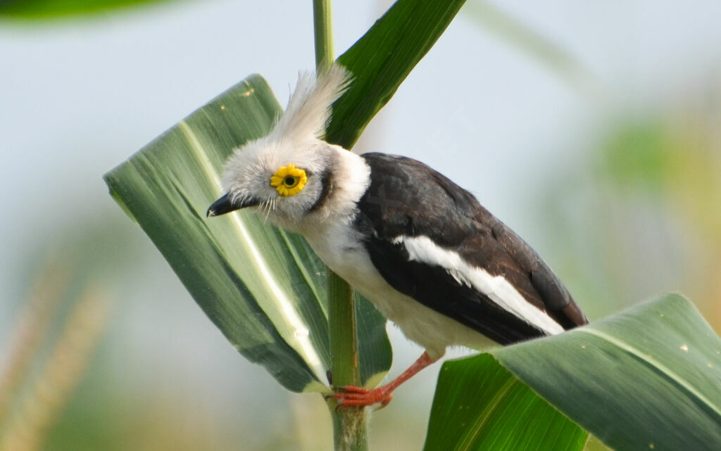 White-crested Helmetshrikeadult, identification