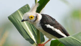 White-crested Helmetshrike