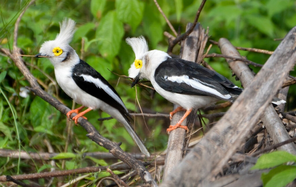 White-crested Helmetshrike