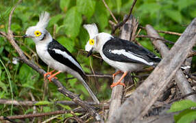 White-crested Helmetshrike