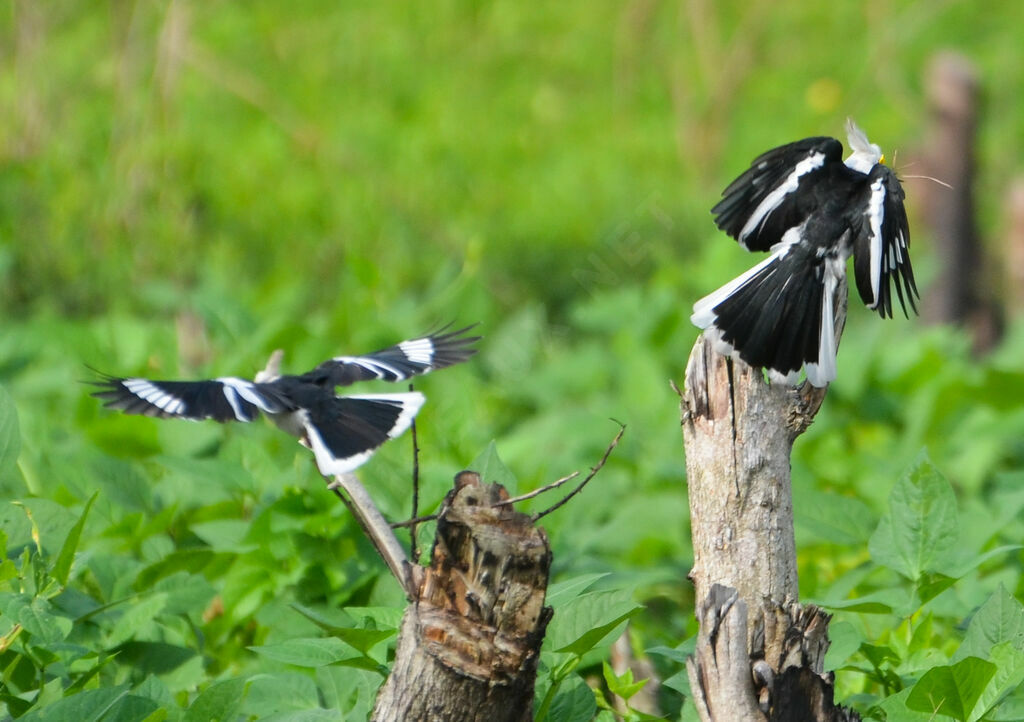 White-crested Helmetshrikeadult, Flight