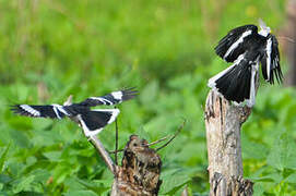 White-crested Helmetshrike