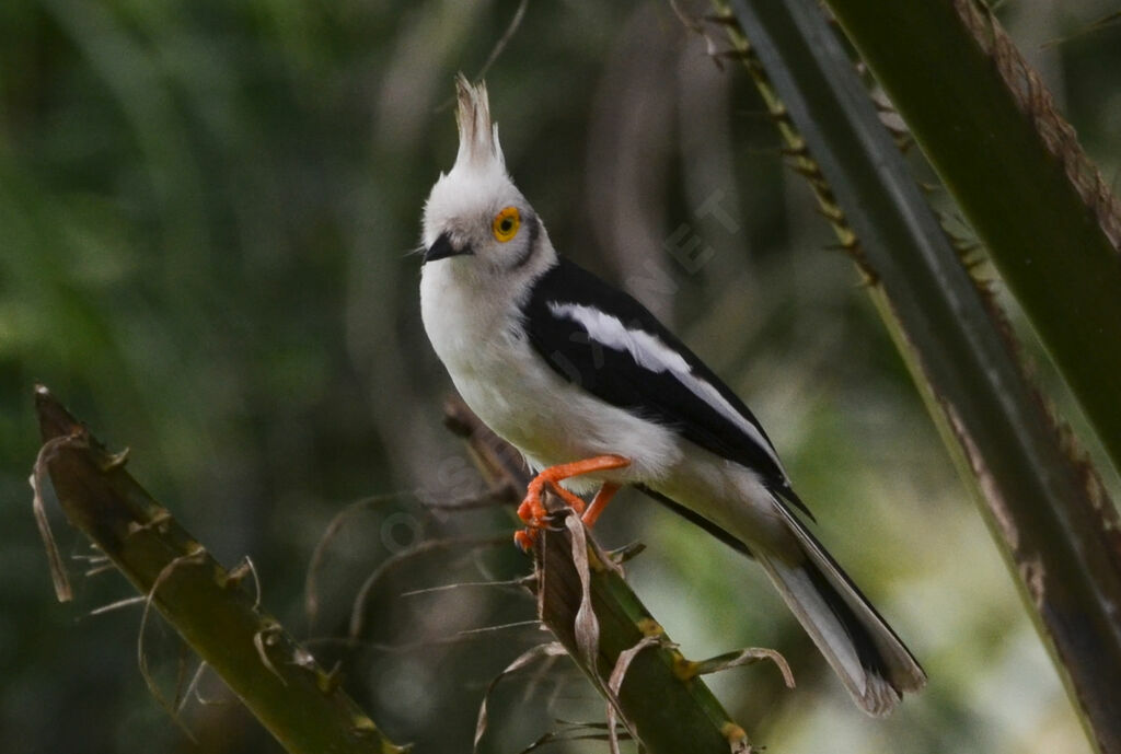 White-crested Helmetshrikeadult, identification