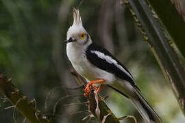 White-crested Helmetshrike