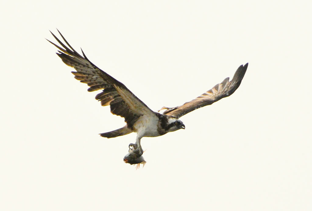 Balbuzard pêcheuradulte, pêche/chasse