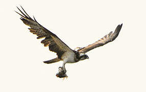 Western Osprey