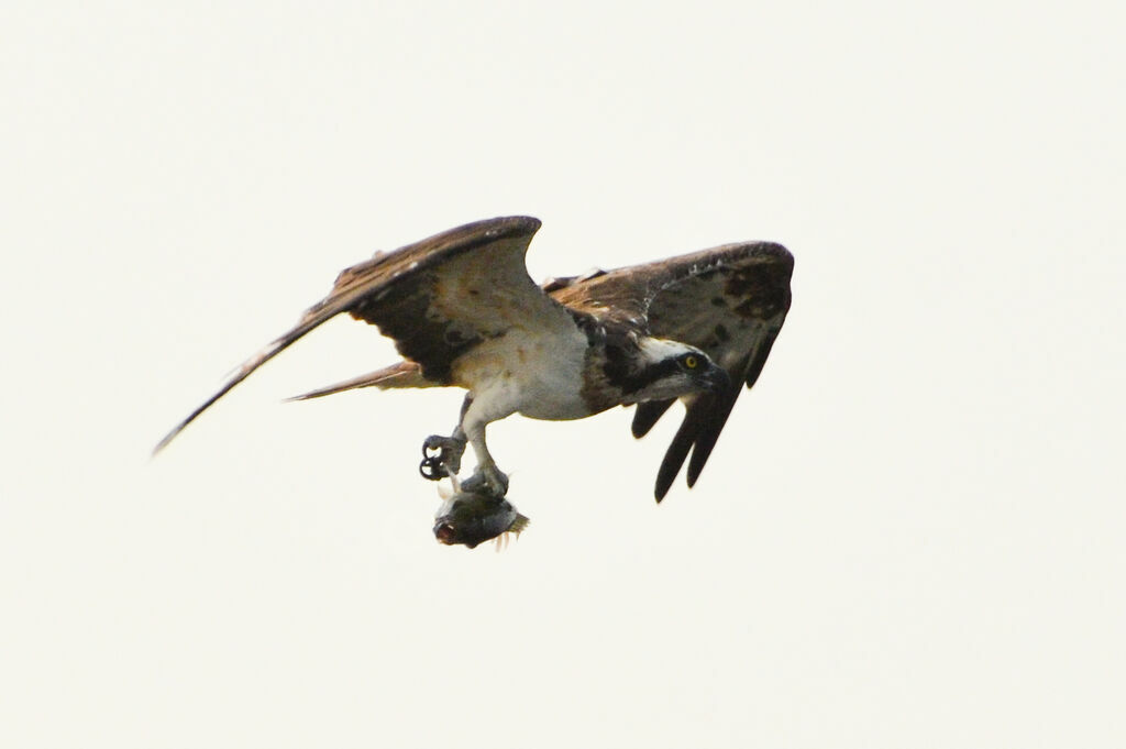 Balbuzard pêcheuradulte, pêche/chasse