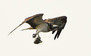 Western Osprey